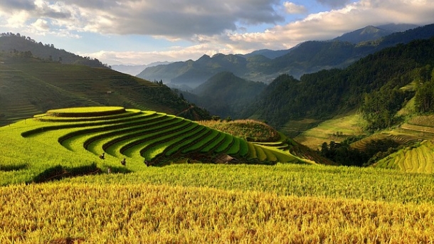 農業特集：ベトナムの農作物生産業